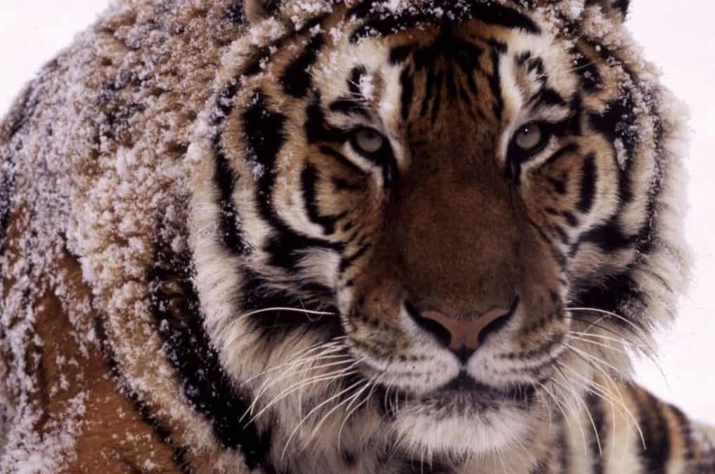 27 wilde Tiger leben derzeit in ganz China