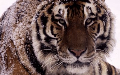 27 wilde Tiger leben derzeit in ganz China