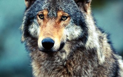 WWF: Der Wolf ist keine Bestie