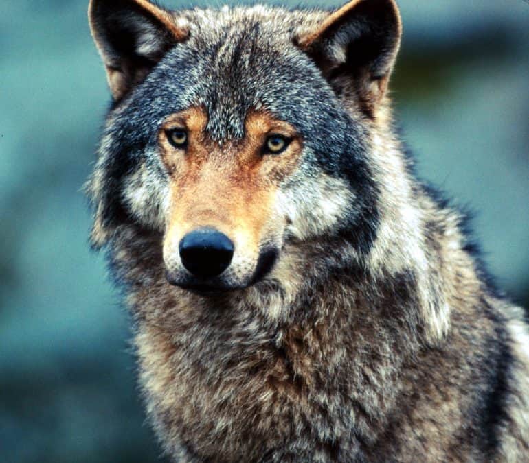 WWF: Rupprechter zeigt beim Wolf erschreckende Unkenntnis der Rechtslage