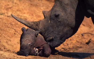 WWF: Alle 28 Stunden verschwindet ein Nashorn