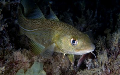 WWF: Nordsee unter Quotendruck – Fischerei-Fangmengen festgelegt