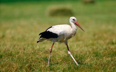 Gefiederter Frühlingsbote: Erster Storch im WWF-Reservat gelandet