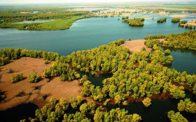 WWF jubelt: Vogelparadies Kopacki Rit an der Donau gerettet