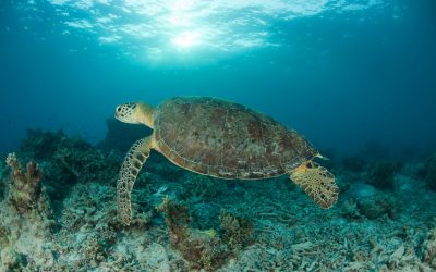 Great Barrier Riff droht zur Müllhalde zu werden: WWF startet weltweite Kampagne