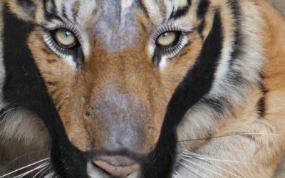 WWF präsentiert den ersten Tiger mit Vollbart – der „Bartiger“