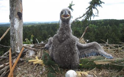 Österreichs Wappenvogel im Aufwind: WWF zählt erstmals 20 Seeadler-Brutpaare