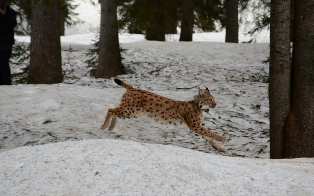 WWF schockiert über mutmaßlichen Luchs-Abschuss in Kärnten