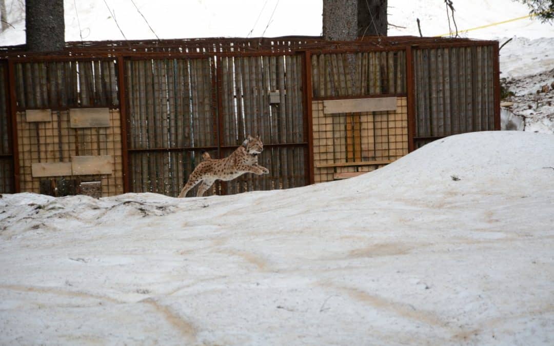 Jetzt ist es traurige Gewissheit: Luchs Alus wurde erschossen