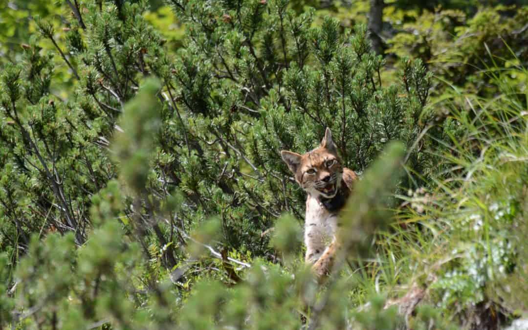 Nachwuchs im Hause Luchs: Vier Jungtiere bereichern den fragilen Alpenbestand