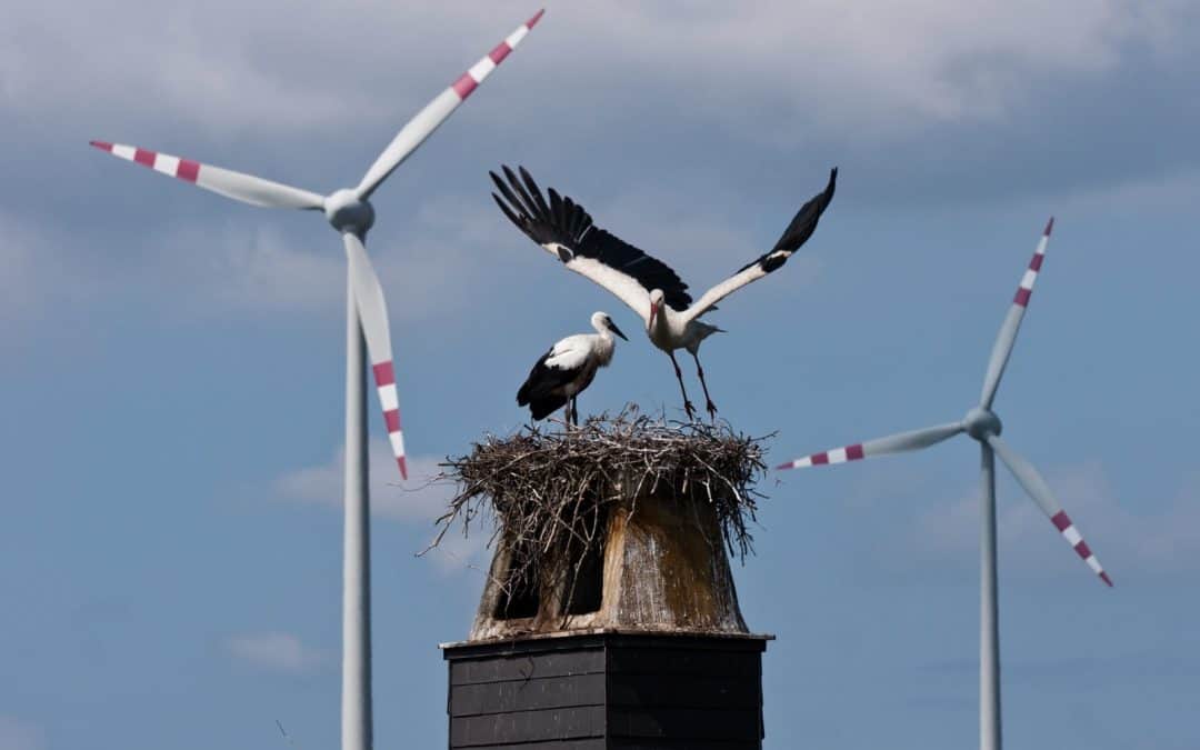 WWF: Neues Klimaschutz-Ranking muss Weckruf für Europa und Österreich sein