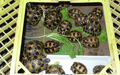 Weekend Market in Bangkok ist Zentrum für illegalen Schildkrötenhandel