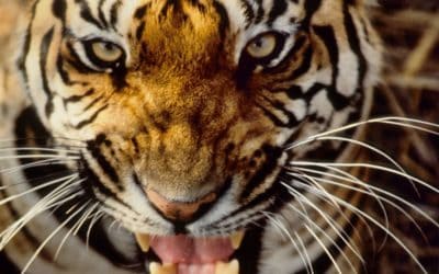Rückkehr des Dschungelkönigs: In Indien leben wieder über 2200 Tiger