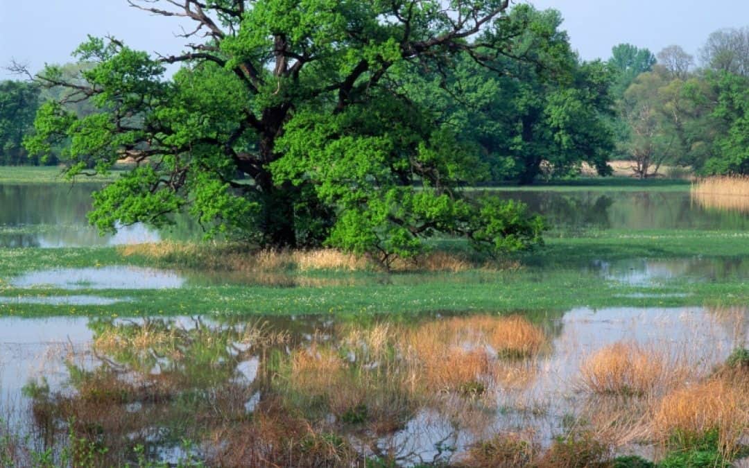 Nachzipf für Niederösterreich: „Nicht genügend“ in Naturschutz