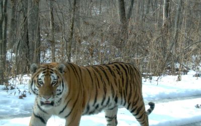 Russlands Tiger auf dem Vormarsch