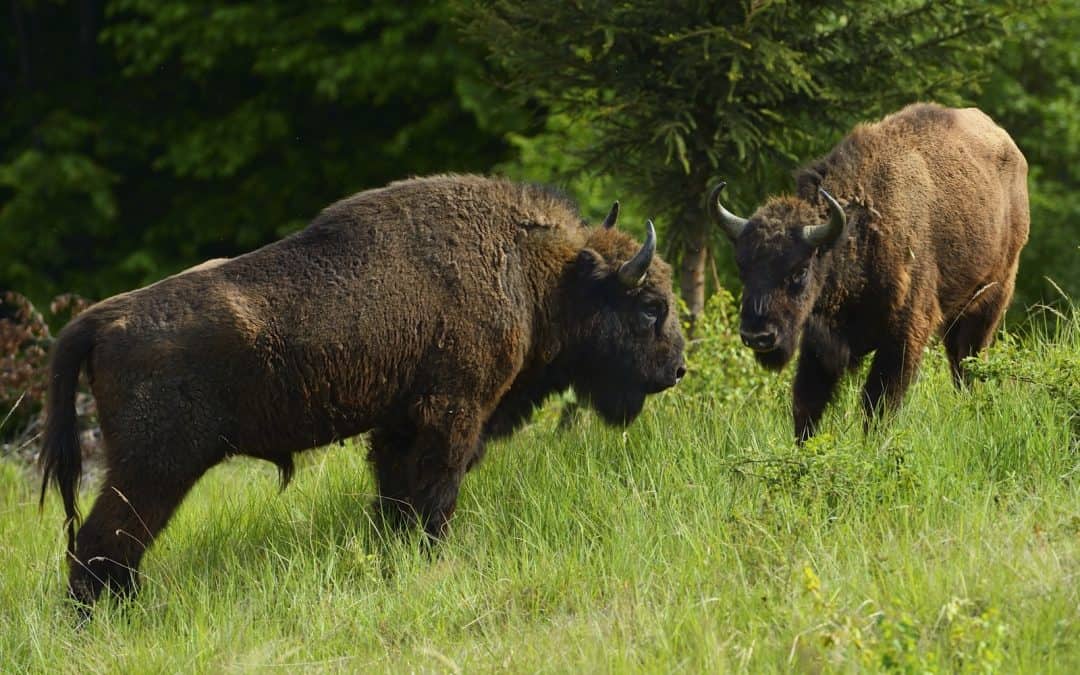 WWF und Rewilding Europe lassen Wisente in Rumänien frei