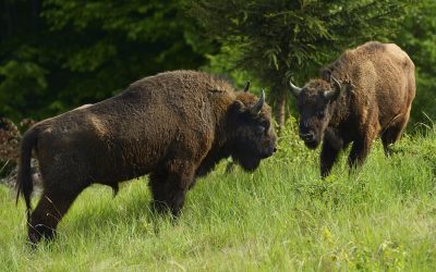 WWF und Rewilding Europe lassen Wisente in Rumänien frei
