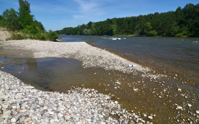 WWF präsentiert Studie zum Danube Day: Viel Platz für die Flüsse am Amazonas Europas