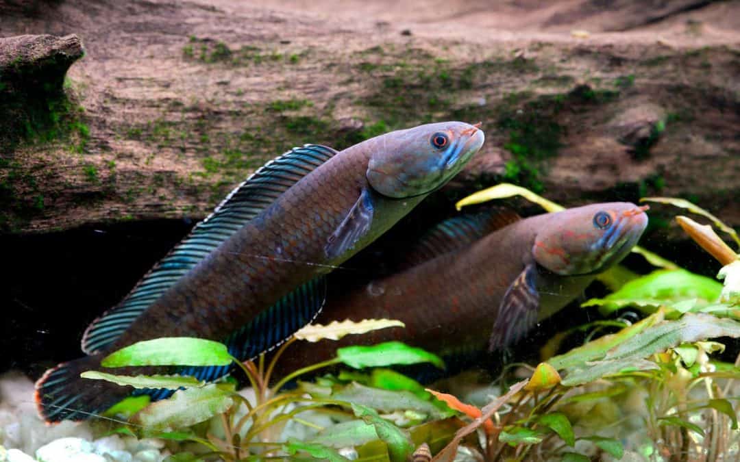 Skurriles Tierleben im östlichen Himalaya