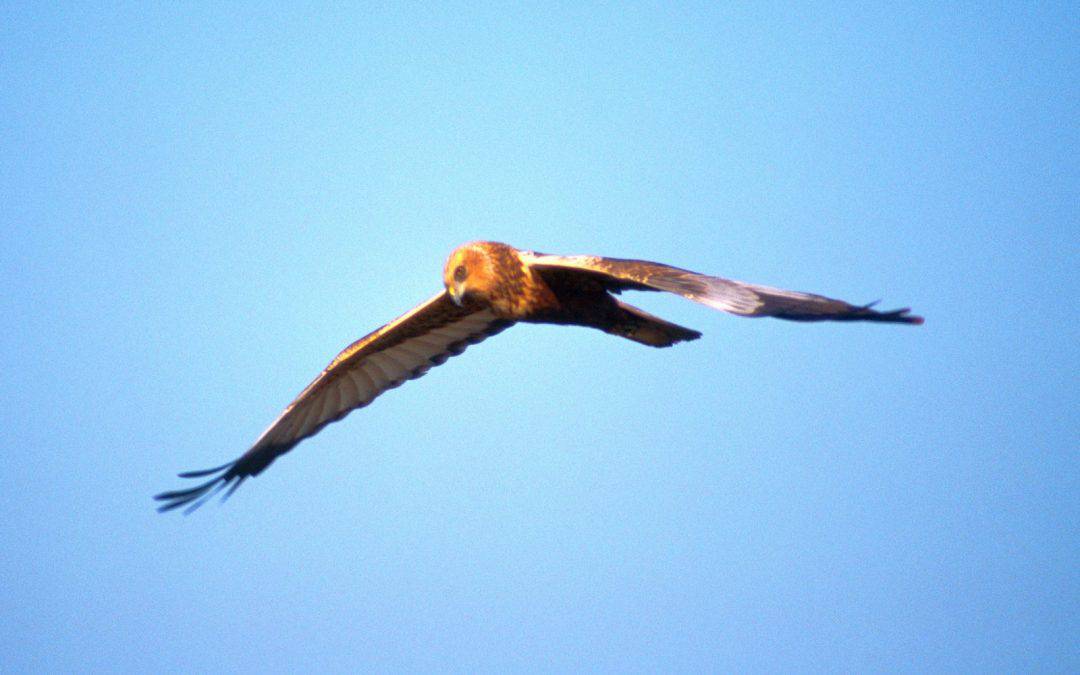 WWF prangert Vernichtungsaktion gegen geschützte Vögel an