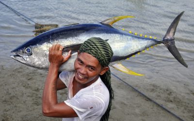 WWF zum Welternährungstag: Überfischung bedroht Mensch und Natur