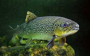 WWF-Empfehlung zu Weihnachten: Heimischer Bio-Fisch hat kleinsten Klima-"Flossenabdruck"