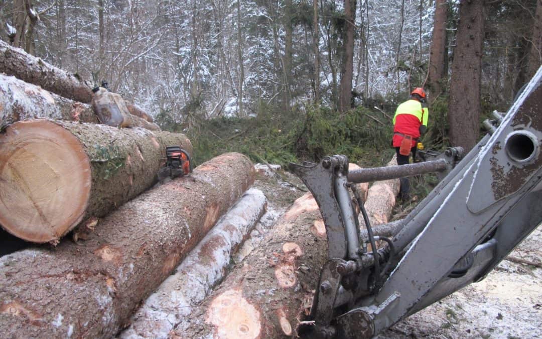 Motorsägen zum Wohle der Natur im Einsatz: Waldpflege in der Kranebitter Innau