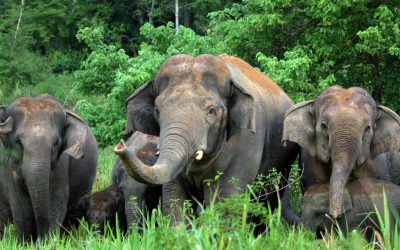 Wilderei gestoppt: Kein Elefant wurde 2015 in Thailands Kuiburi Nationalpark getötet