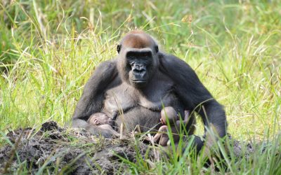 Gorillas im Baby-Glück