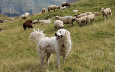 Internationale Konferenz in Salzburg: Herdenschutz ist effektiver als Wolfsabschuss