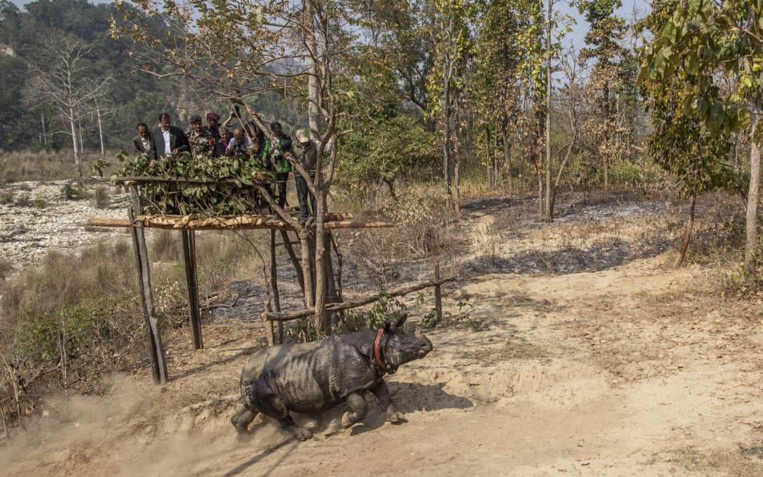 Einhörner in Nepal gehen auf Reisen