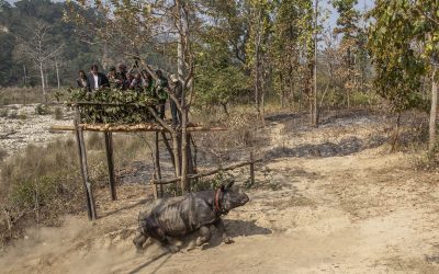 Einhörner in Nepal gehen auf Reisen