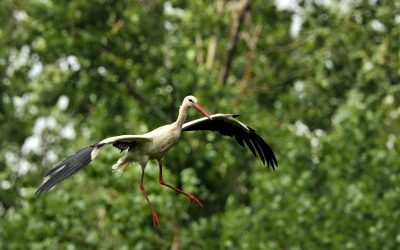 Wieder zurück aus Afrika: Der erste Storch ist in Marchegg gelandet