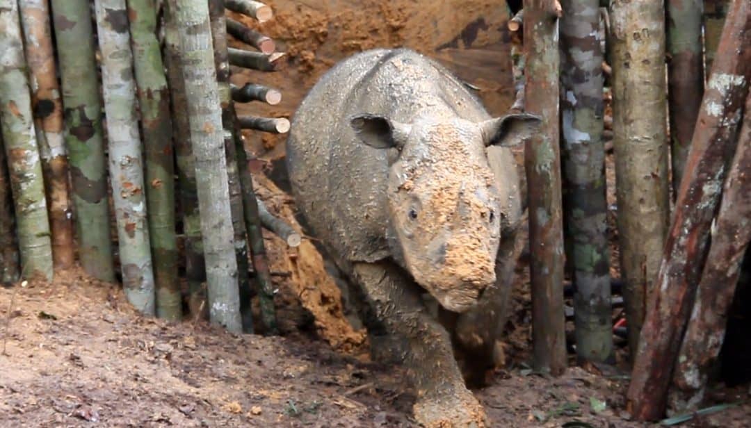 Nashorn wiederentdeckt