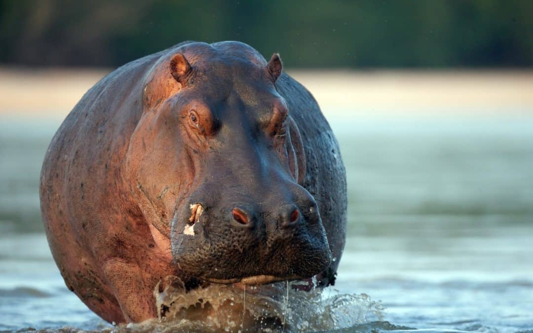 Die Hälfte des UNESCO-Weltnaturerbes ist bedroht