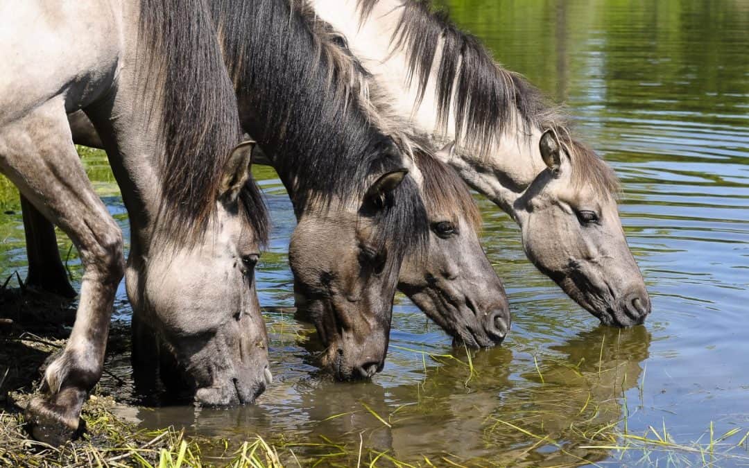 Wieher! Ein Jahr Pferdeweide in Marchegg – der WWF zieht Bilanz