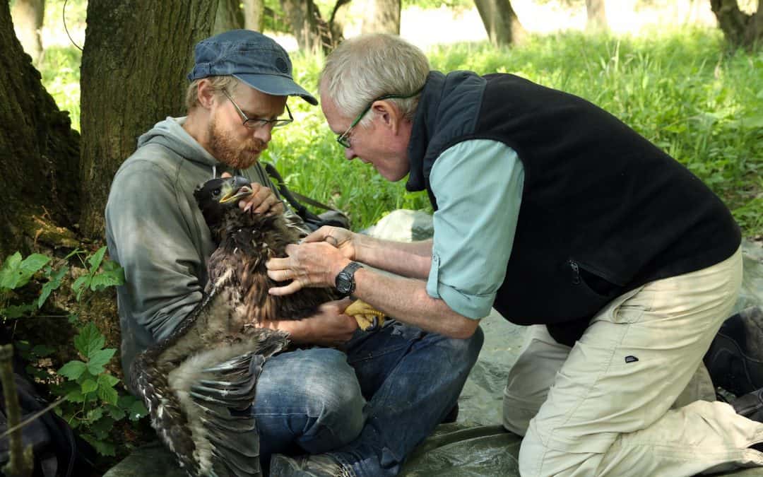 Forschungseinsatz beflügelt: Seeadler mit Satelliten-Sendern ausgestattet