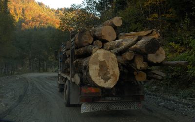 Schon wieder Holzskandal in Österreich: WWF fordert schärfere Kontrollen und harte Sanktionen gegen illegalen Holzhandel