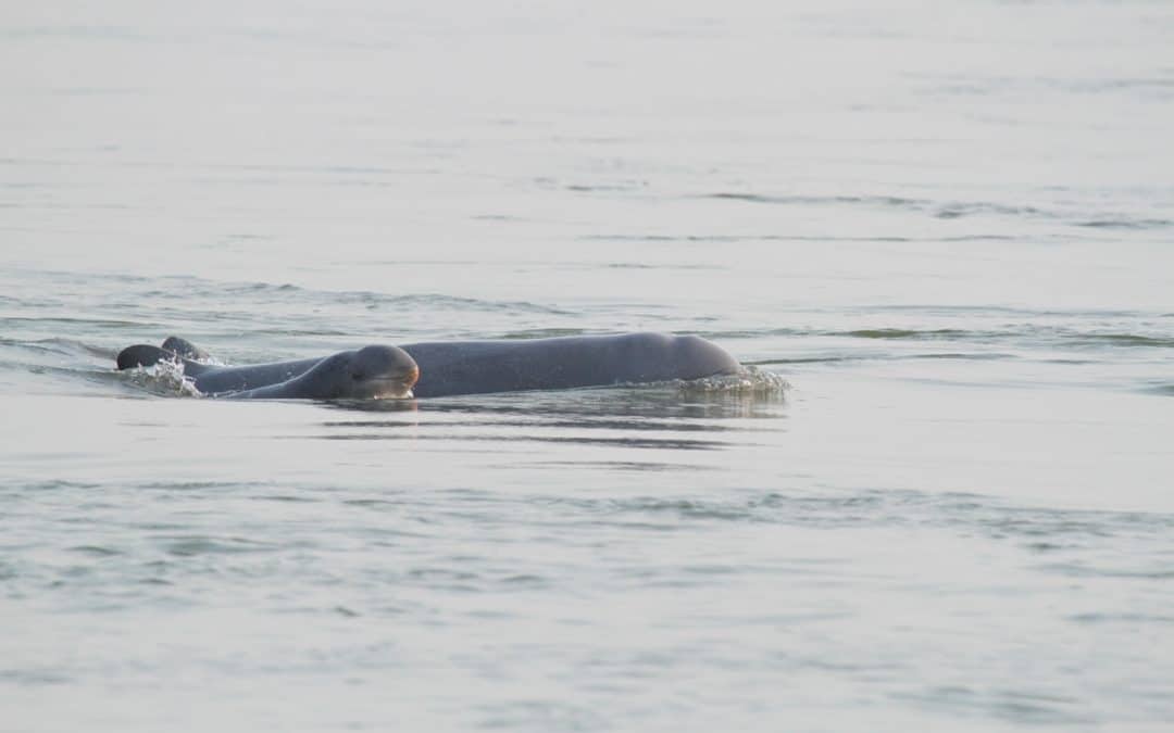 WWF-Erfolg: Delfingeburt im Mekong