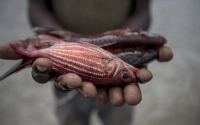 Weltfischerei auf Schlingerkurs