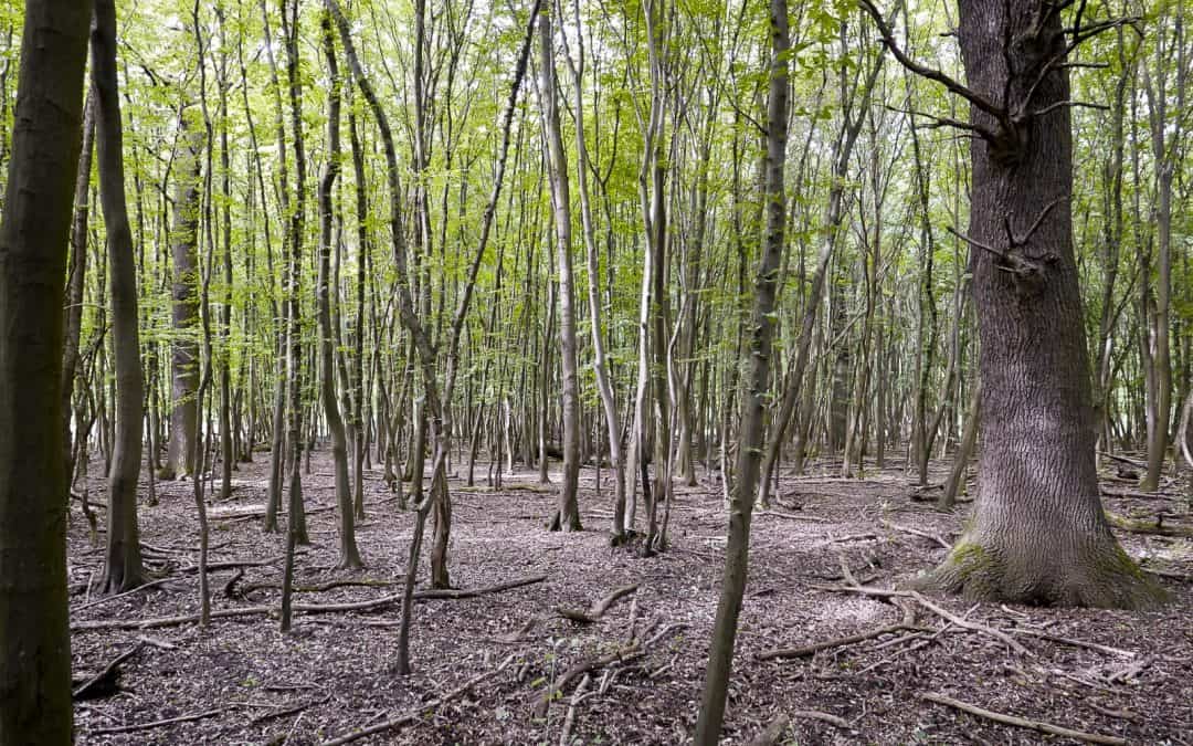 WWF bewirtschaftet Wald in Auenreservat nach Mittelalter-Tradition