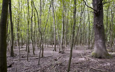 WWF bewirtschaftet Wald in Auenreservat nach Mittelalter-Tradition