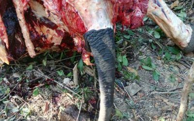 Creme aus Elefantenhaut: WWF warnt vor neuer Bedrohung für graue Riesen