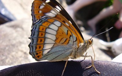 Schillernde Aussichten für Schmetterlinge
