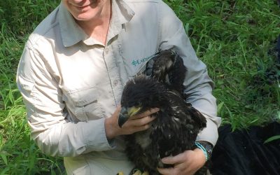 WWF besendert Seeadler: Welchen Anteil haben Wilderei und Vergiftung?