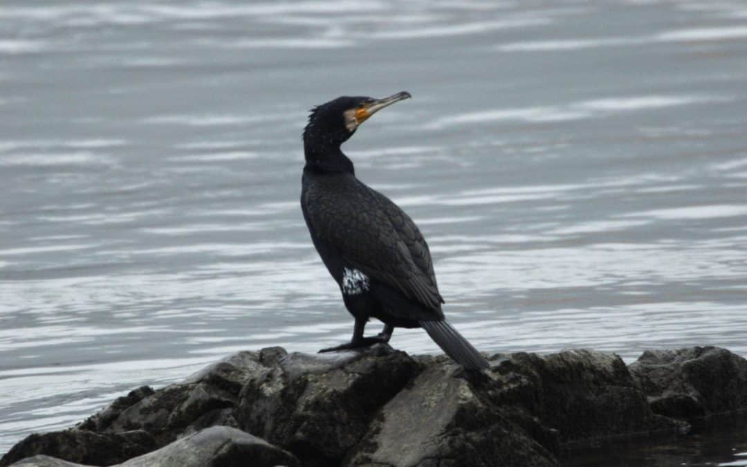 Land Oberösterreich plant Ausweitung der Kormoran-Bejagung