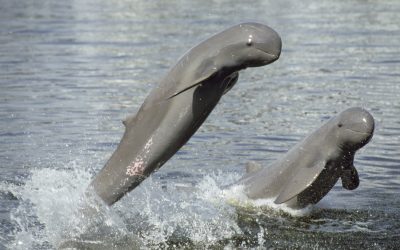 Hoffnung für Mekong-Flussdelfine