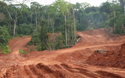 Tag des Waldes: Neuer WWF-Bericht zeigt alarmierenden Zustand der globalen Wälder