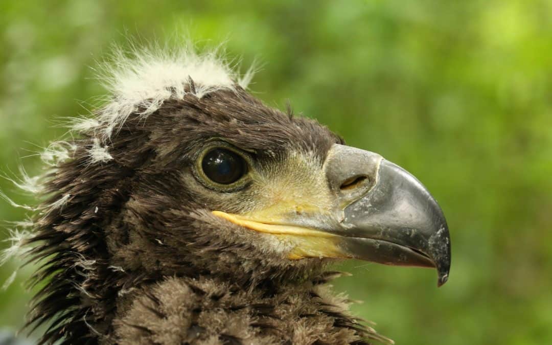 Einmal durch ganz Europa: Unsere Seeadler sind Könige der Lüfte