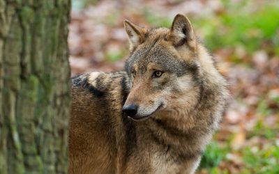 WWF Österreich: Salzburger Wolfsmanagement mit Licht und Schatten
